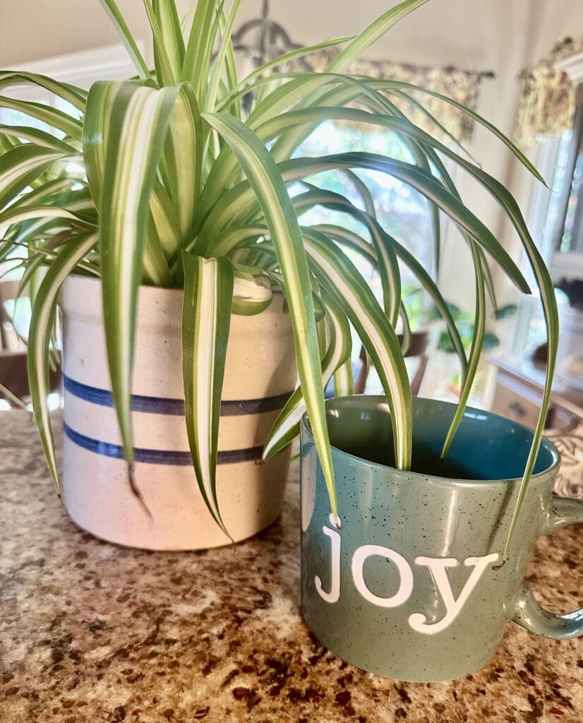 Summer Sundays in Texas